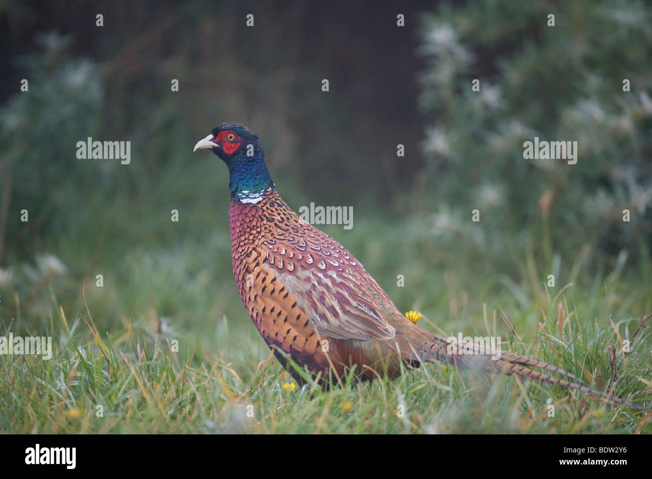 Jagdfasan - Maennchen im Ruhekleid / Game Pheasant - male in winter dress  (Phasianus colchicus) Stock Photo