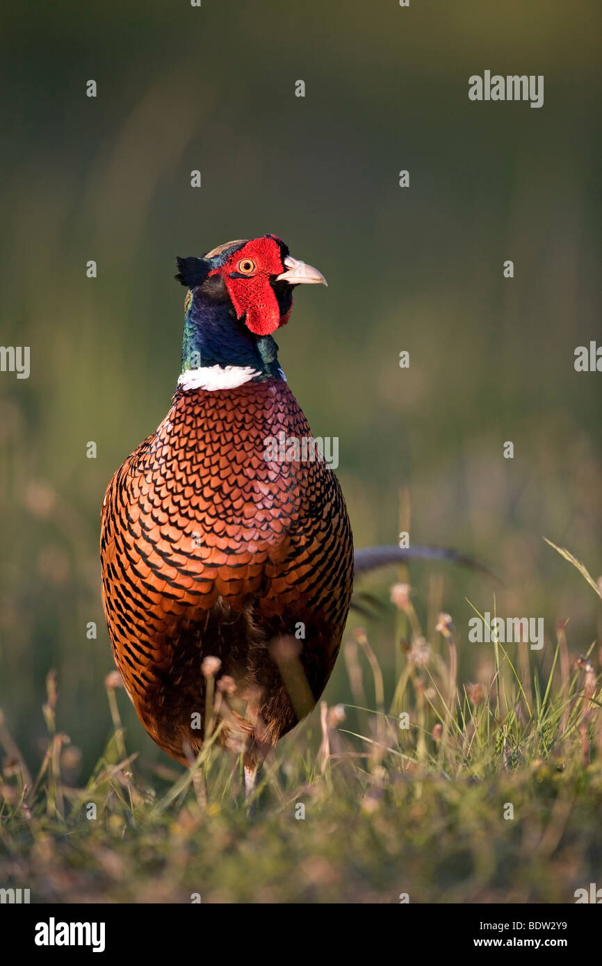 Game Pheasant - (male at mating season) / Phasianu Stock Photo