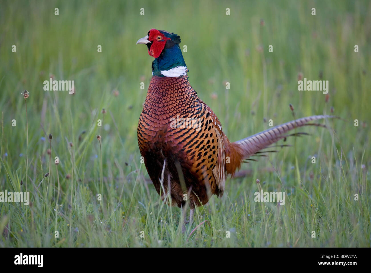 Game Pheasant - (male at mating season) / Phasianu Stock Photo