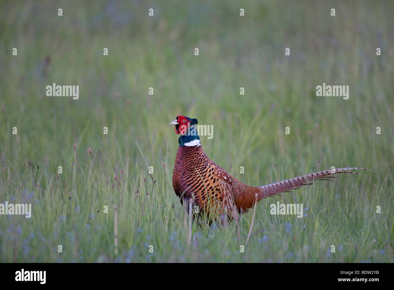 Game Pheasant - (male at mating season) / Phasianu Stock Photo