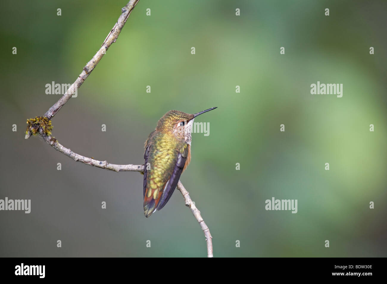 Rotruecken-Zimtelfe/ Fuchskolibri, Rufous Hummingbird, immature  (Selasphorus rufus) Stock Photo