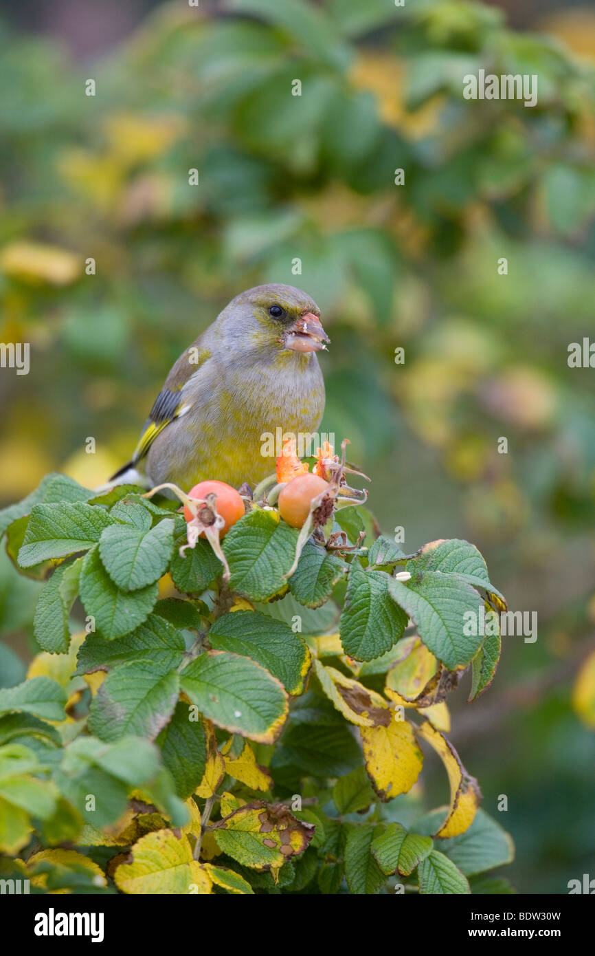 Gruenling - Maennchen, Greenfinch - male & Rugosa Rose (Carduelis chloris) Stock Photo