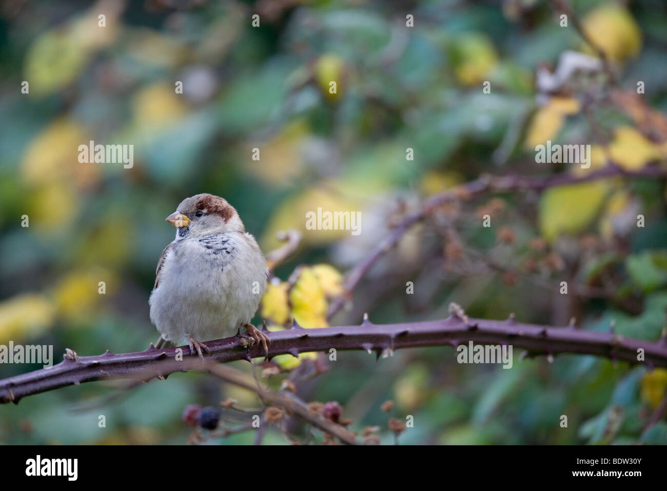 Haussperling - Jungvogel, House Sparrow - immature (Passer domesticus) Stock Photo