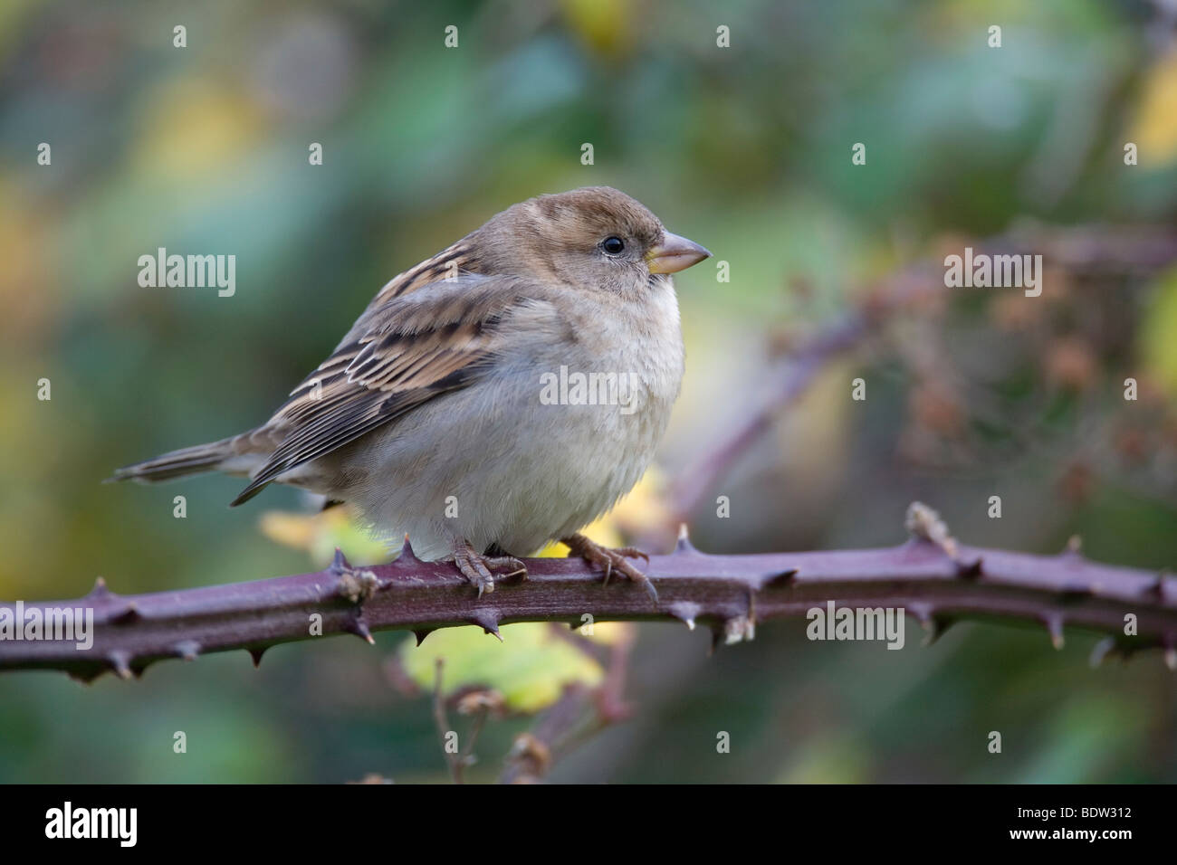 Haussperling - Weibchen, House Sparrow - female (Passer domesticus) Stock Photo
