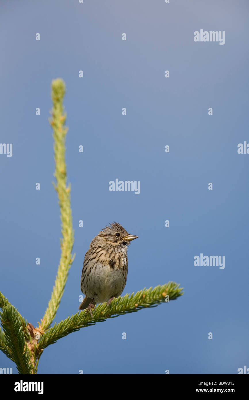 Singammer, Song Sparrow (Melospiza melodia) Stock Photo