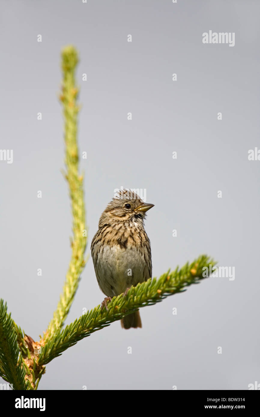 Singammer, Song Sparrow (Melospiza melodia) Stock Photo