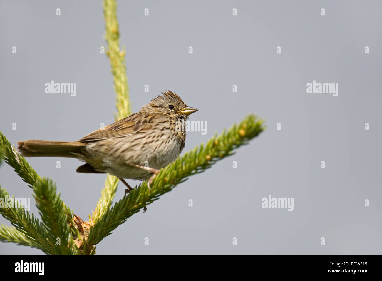 Singammer, Song Sparrow (Melospiza melodia) Stock Photo
