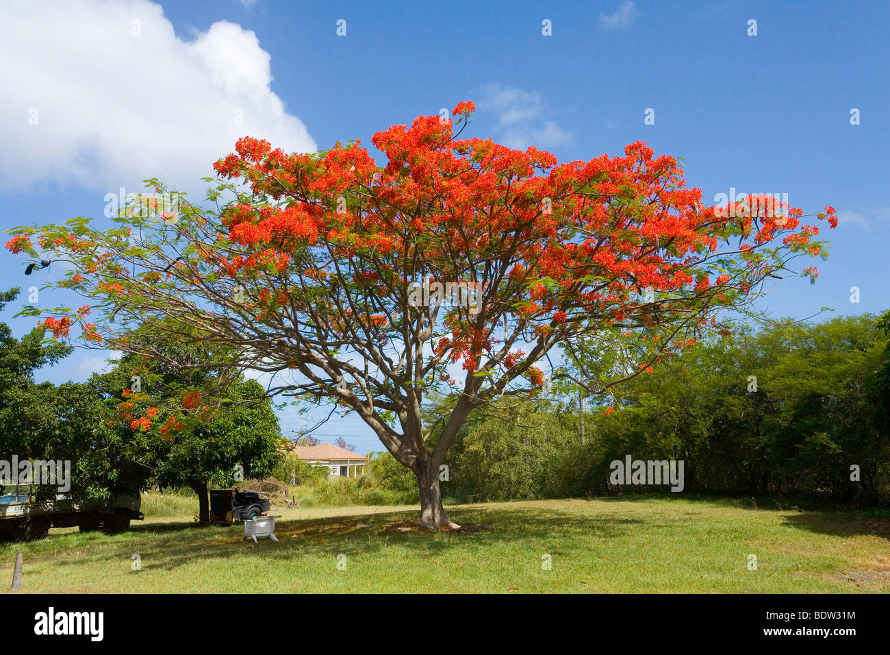 Flamboyant Tree in the Caribbean Stock Photo