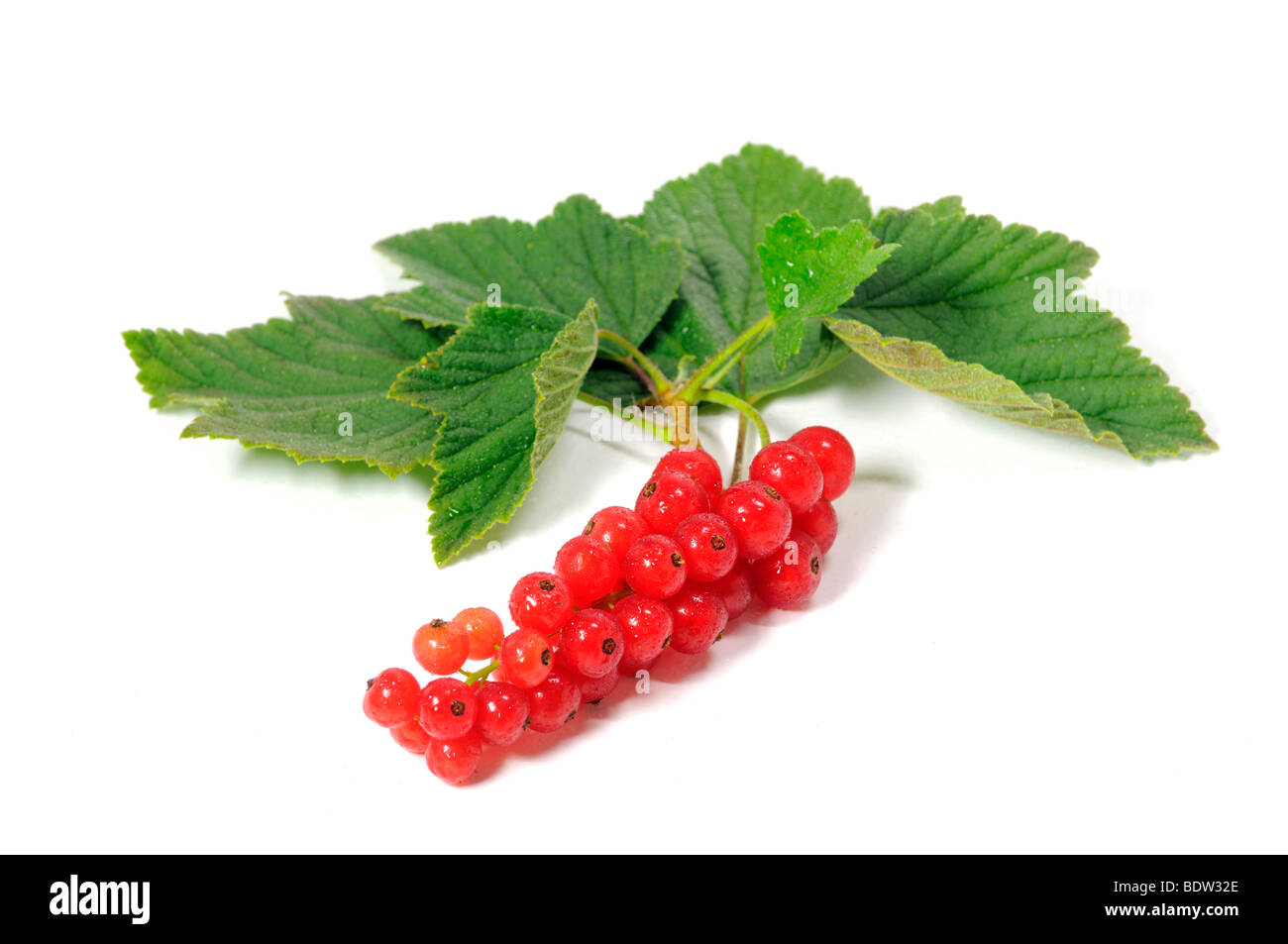 Fresh Redcurrant berries (Ribes rubrum) with leaves Stock Photo