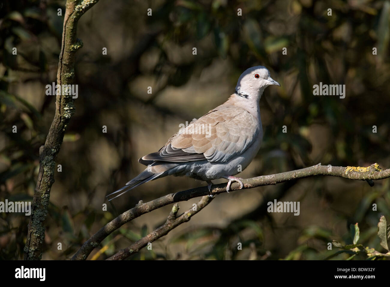 Tuerkentaube - Altvogel, Collared Dove - adult (Streptopelia decaocto) Stock Photo