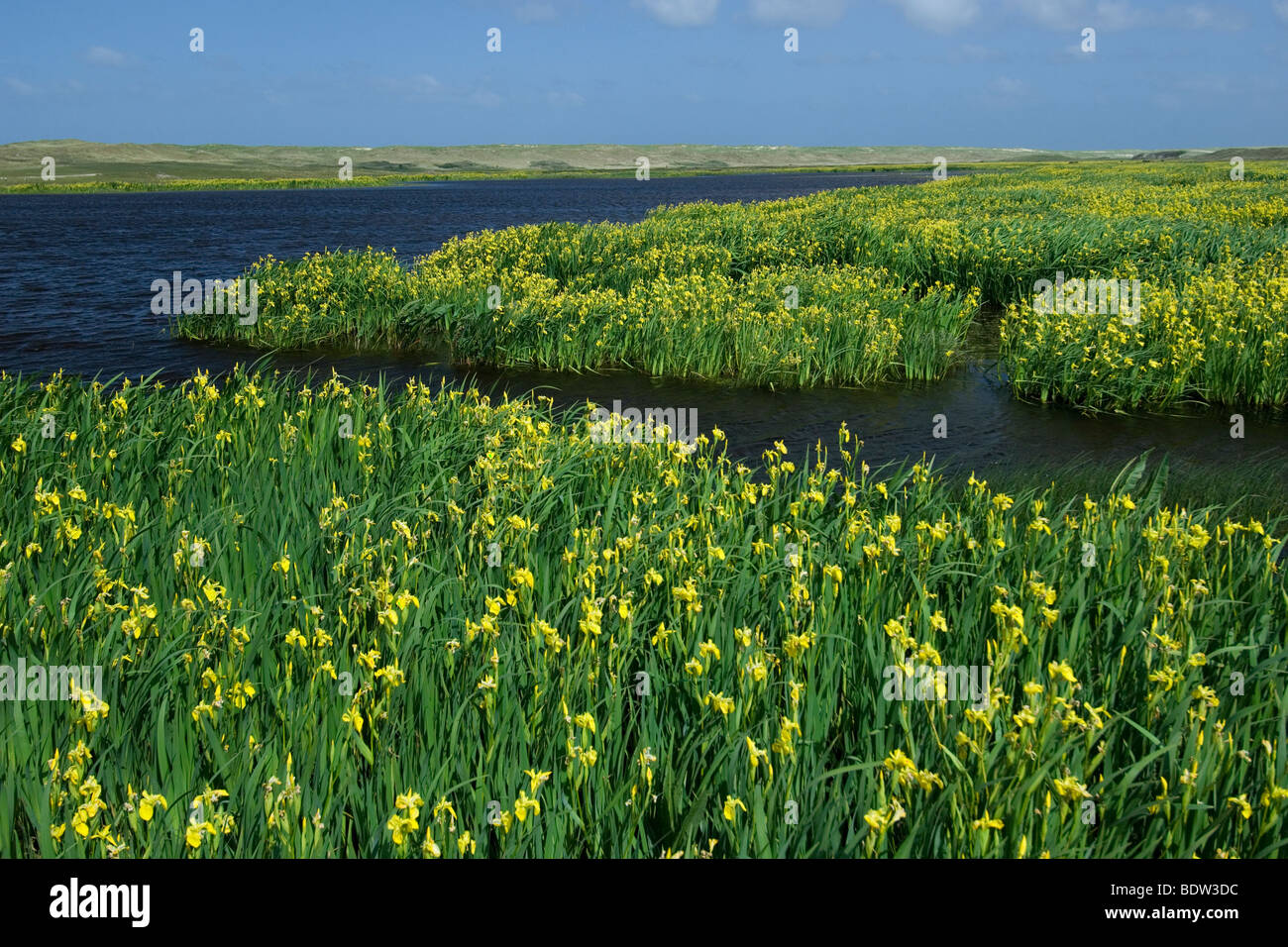 yellow iris (Iris pseudacorus) netherland Stock Photo