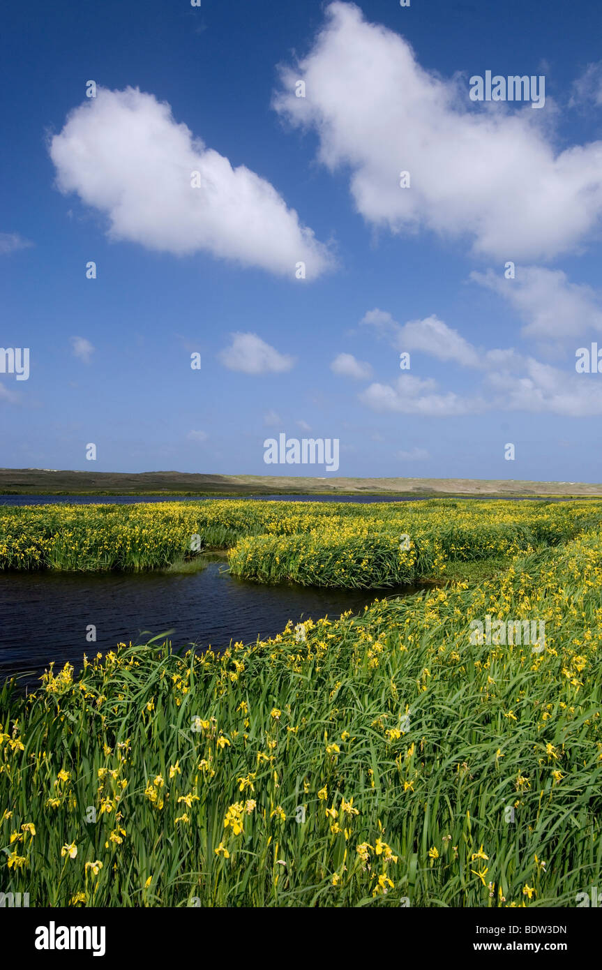 yellow iris (Iris pseudacorus), netherlands Stock Photo