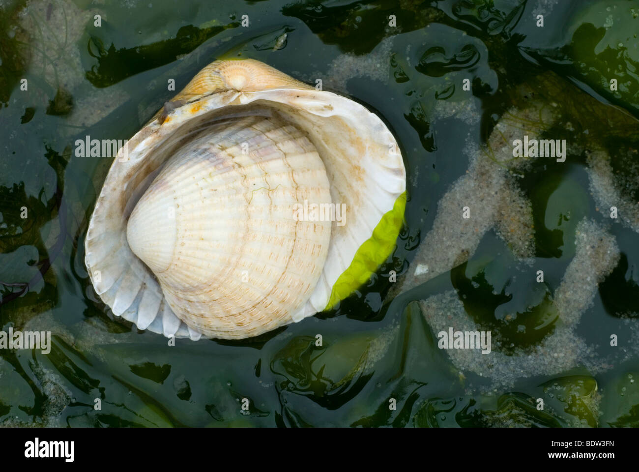 cockles on a beach in the netherlands Stock Photo Alamy