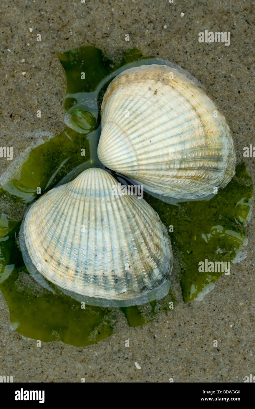 cockles on a beach in the netherlands Stock Photo
