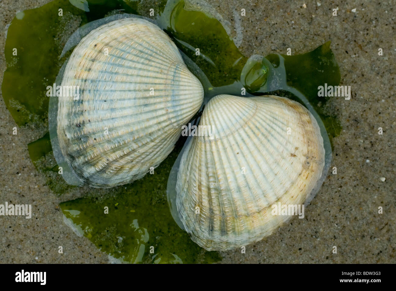 cockles on a beach in the netherlands Stock Photo