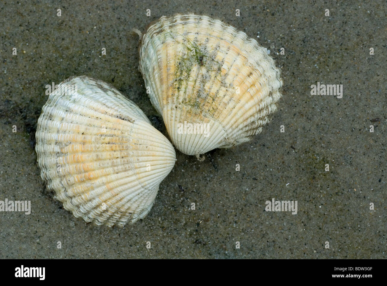 Cockles And Mussels Stock Photos & Cockles And Mussels Stock Images Alamy