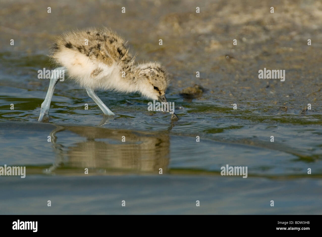 pied avocet chicken (Recurvirostra avosetta) mudflat Stock Photo