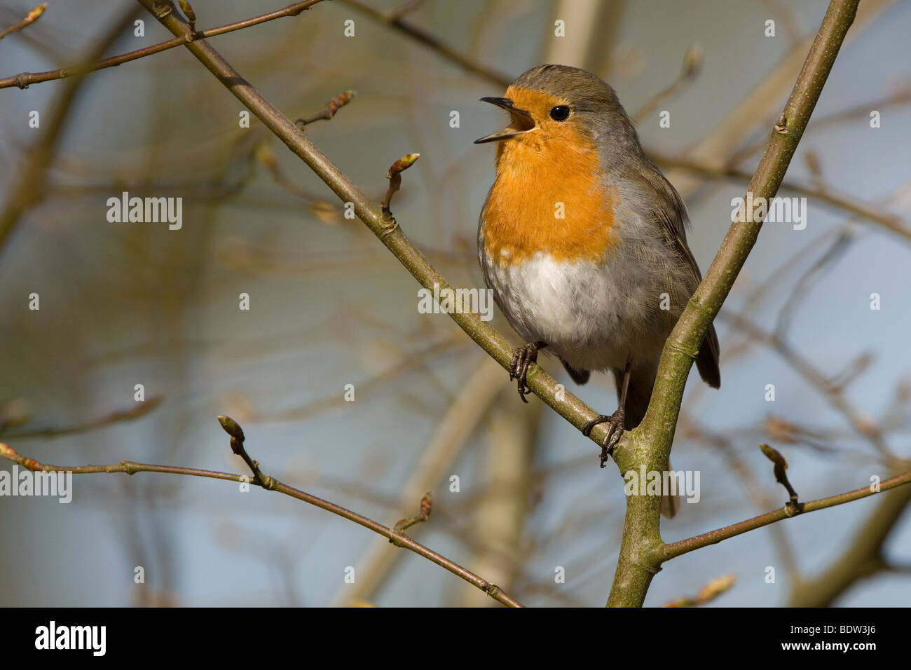 A robin sitting in a tree Stock Photo