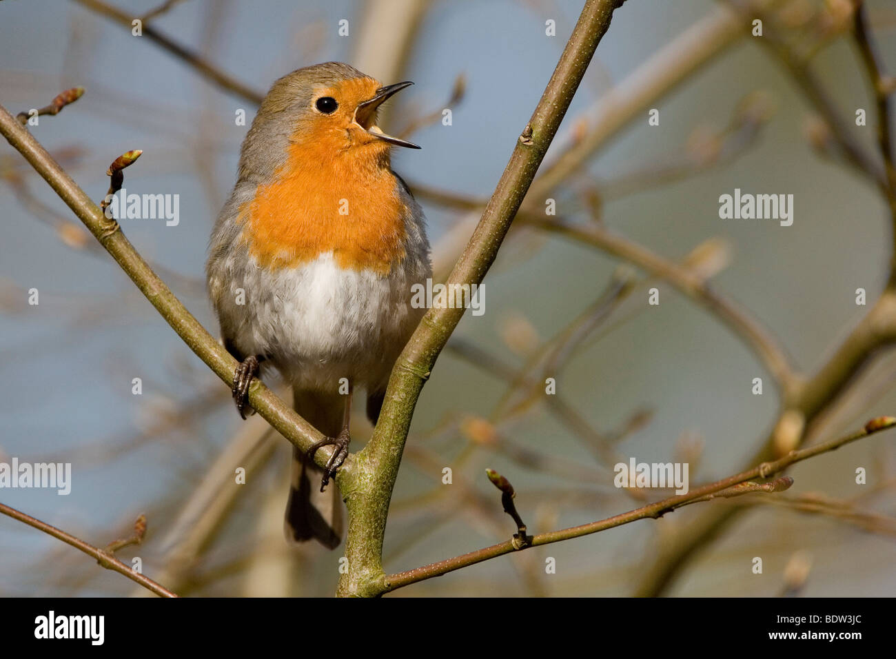 A robin sitting in a tree Stock Photo