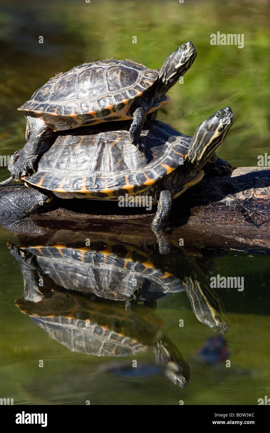 two turtles sunbathing Stock Photo