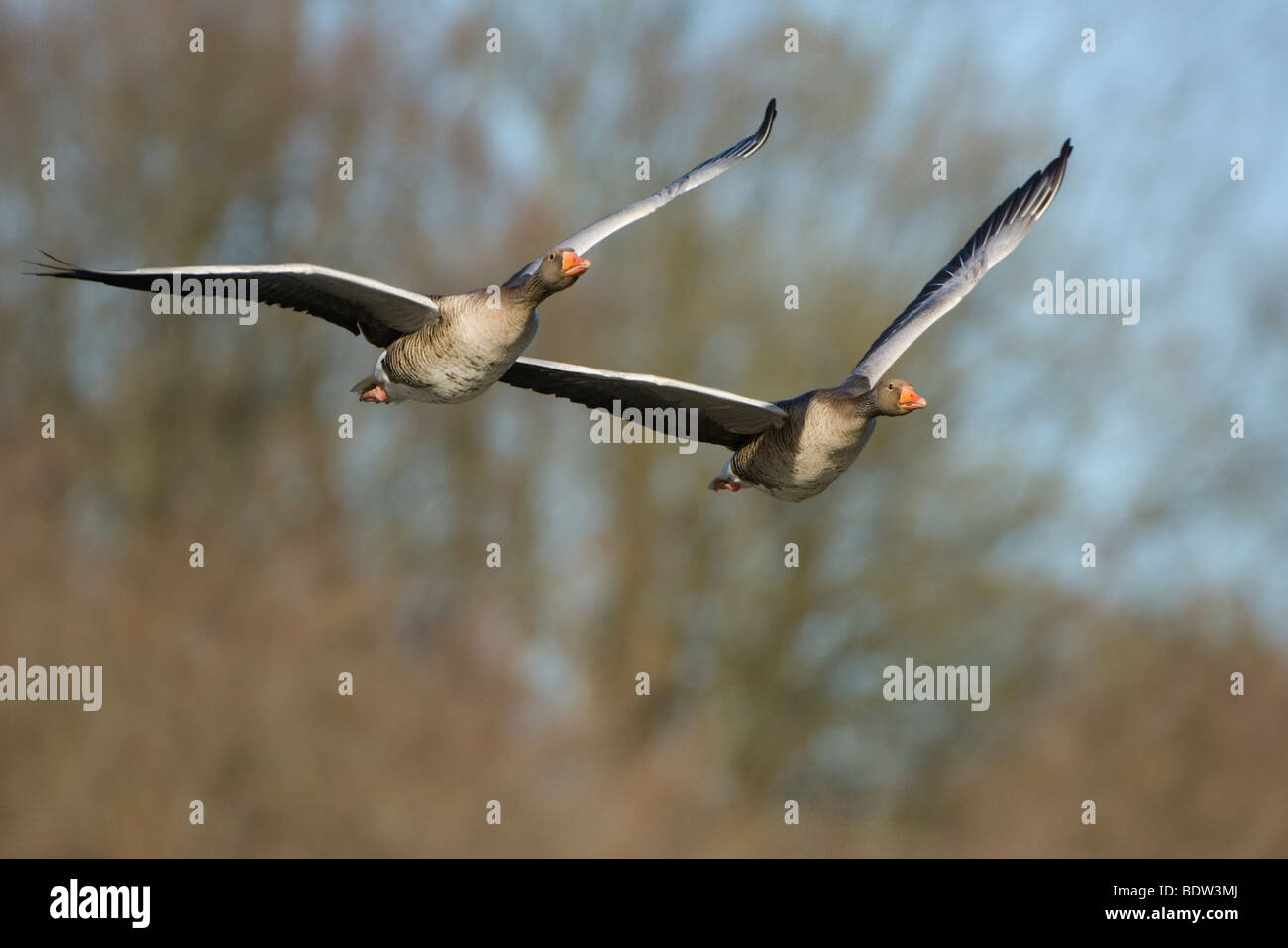 twoi greylag geese in flight Stock Photo