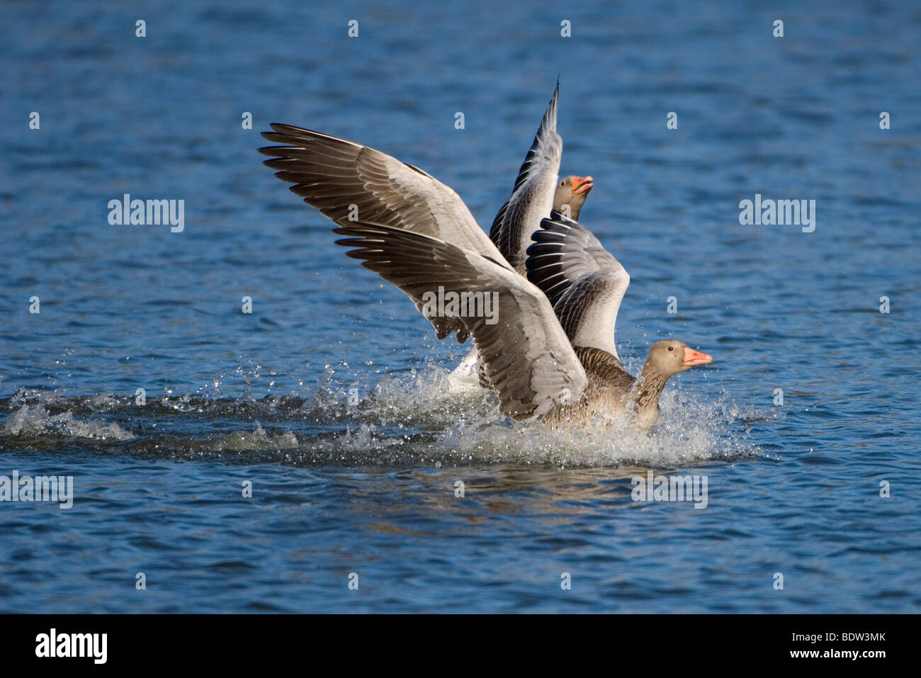 A greylag goose in landing in the water Stock Photo
