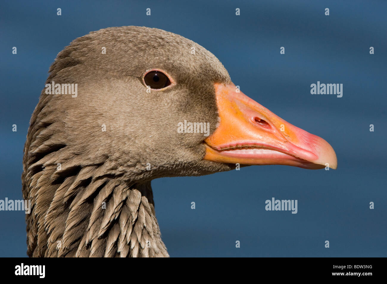 Portrait of a greylag goose Stock Photo