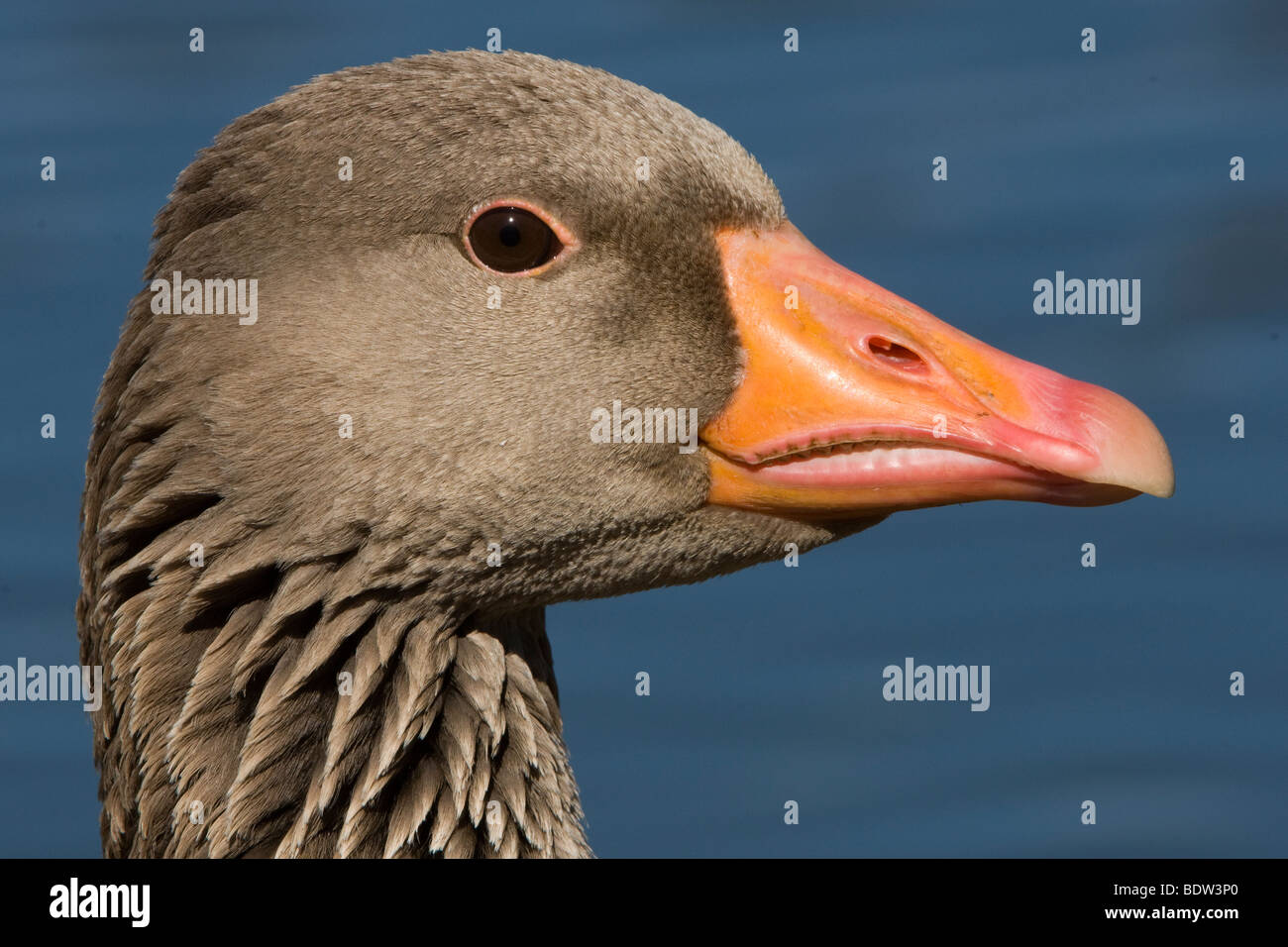 Portrait of a greylag goose Stock Photo
