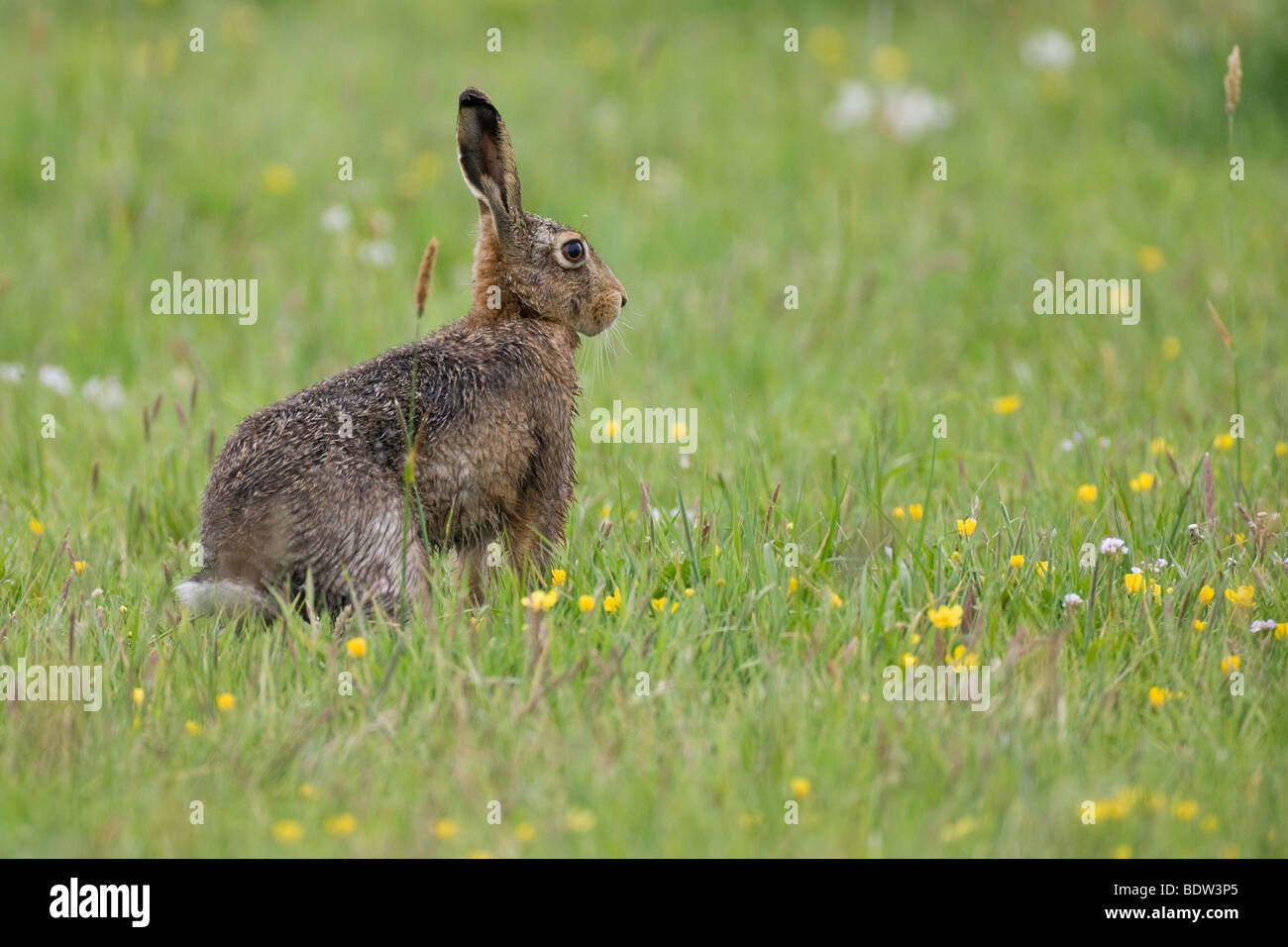 A hare sitting in the grass Stock Photo