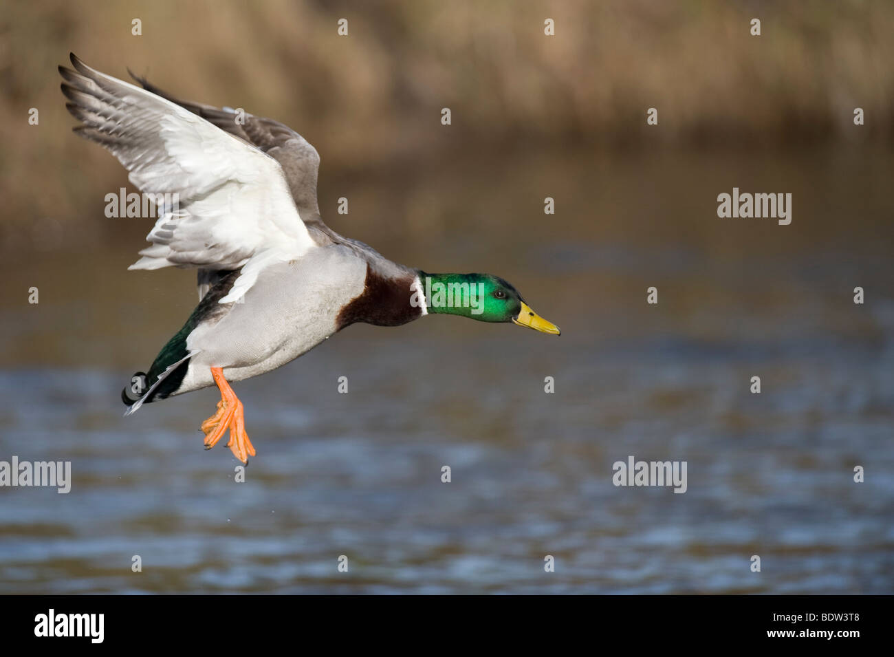 A flying duck Stock Photo