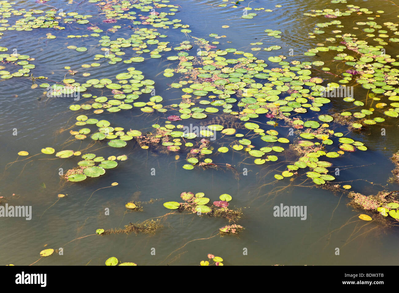 Water Lillies in the Royal Military Canal on the Saxon Shore Way, Kent, UK Stock Photo