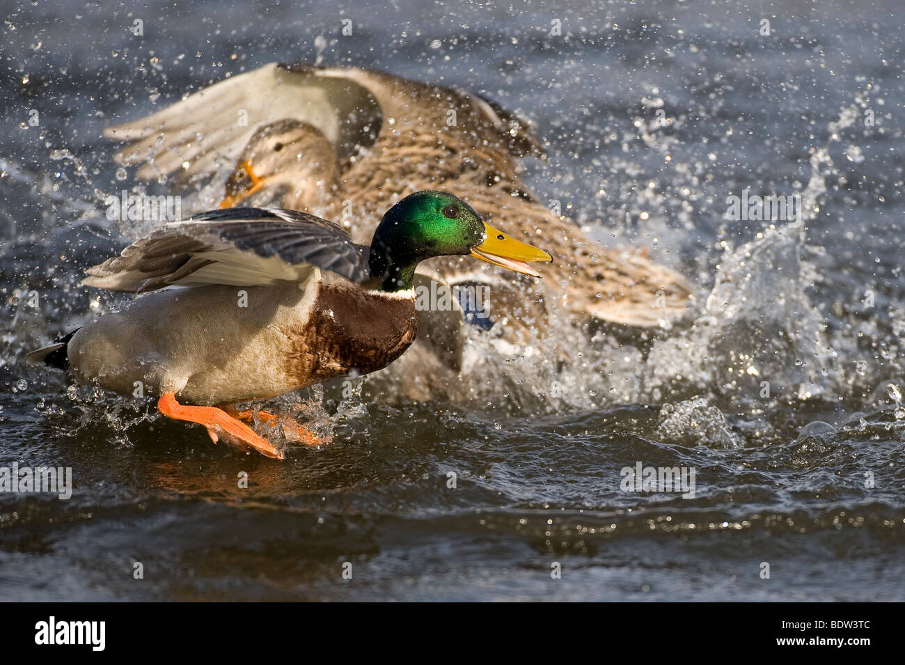 Courtship among ducks Stock Photo