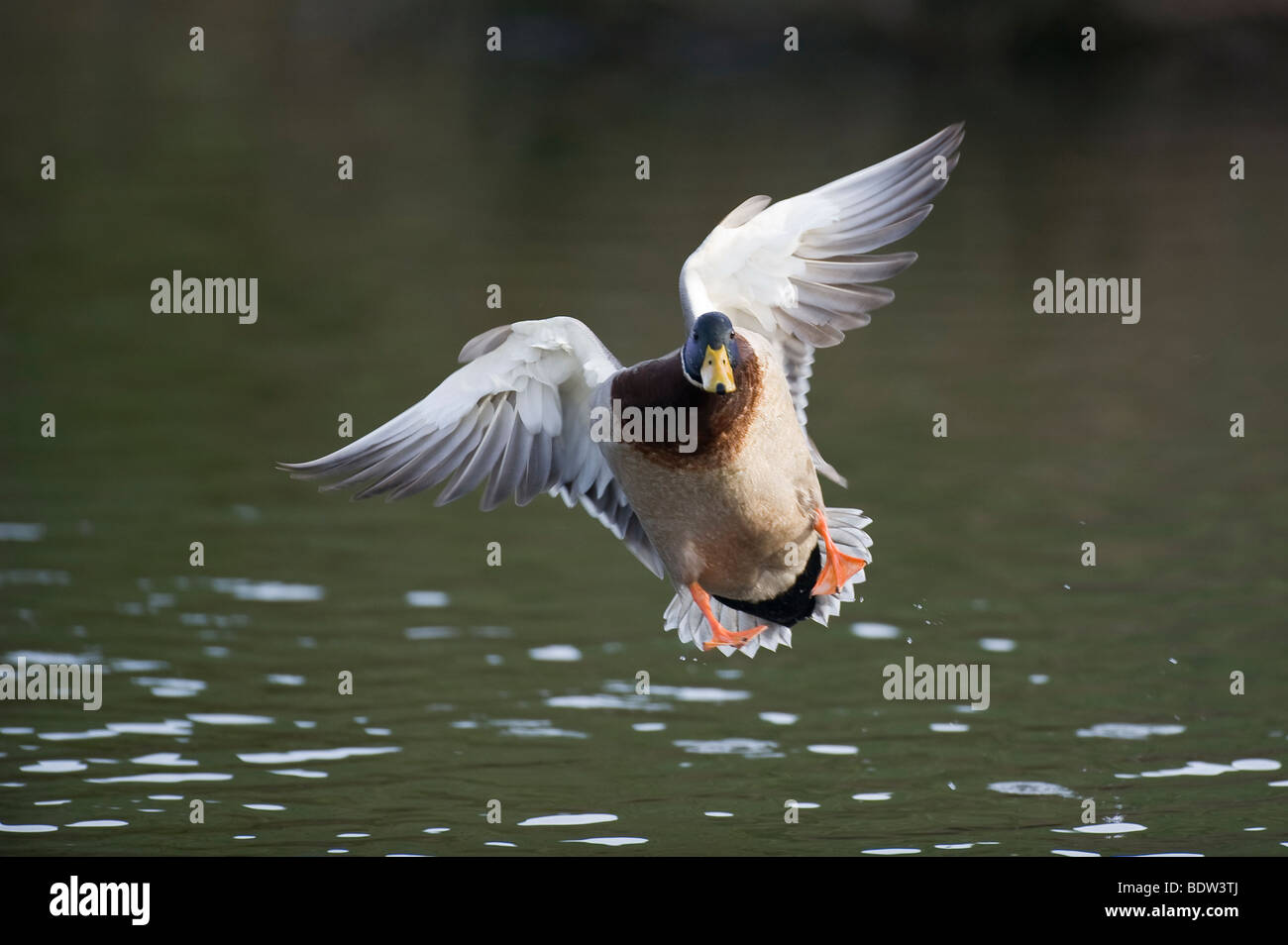 A duck in landing approach Stock Photo