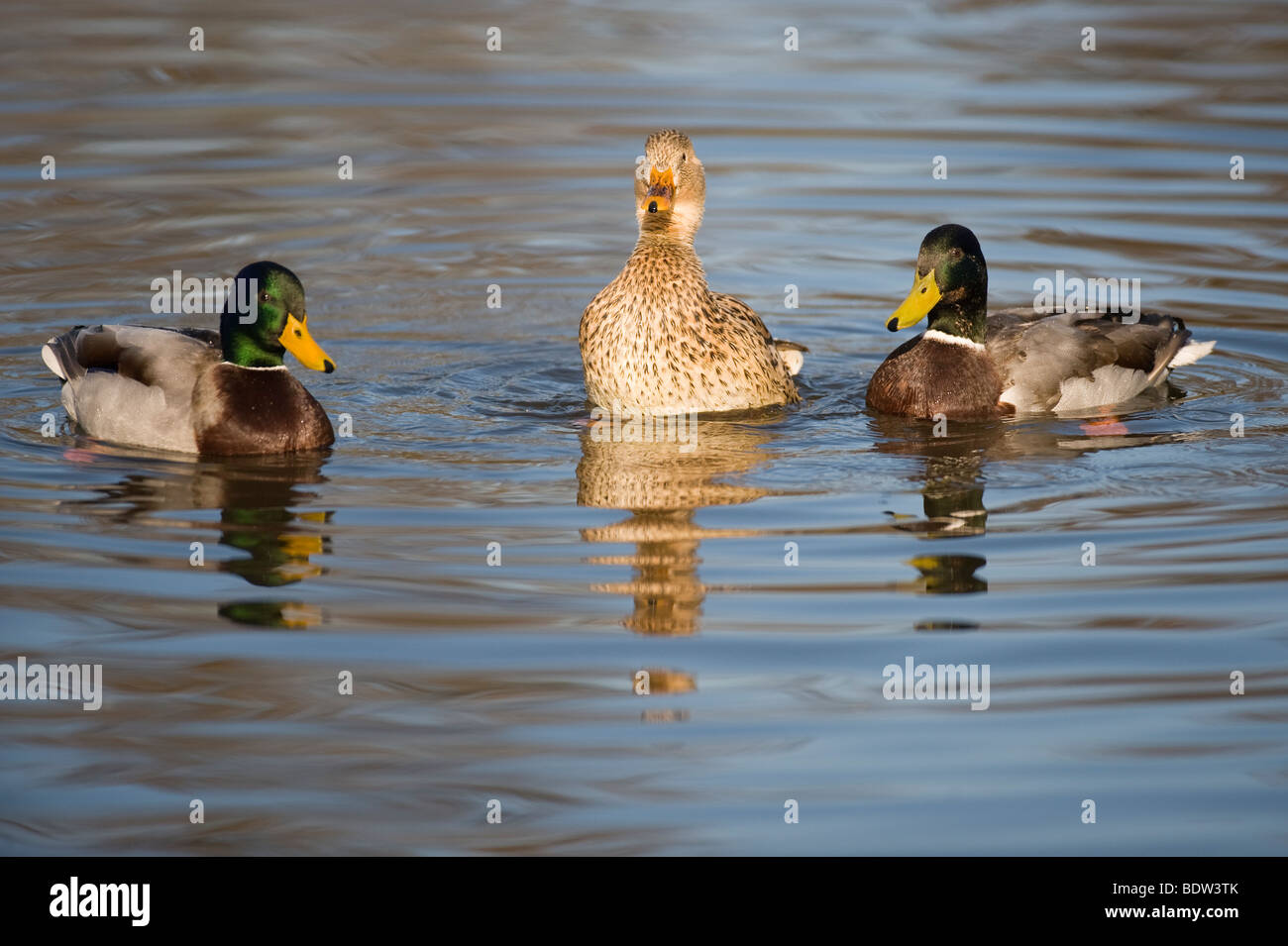Courtship among ducks Stock Photo