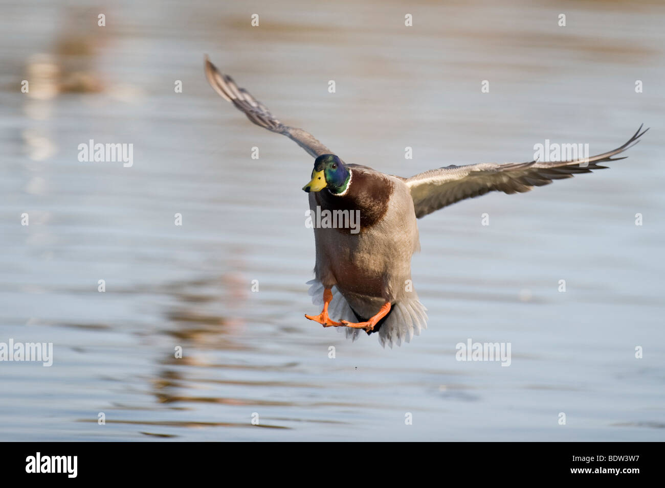 A duck in landing approach Stock Photo