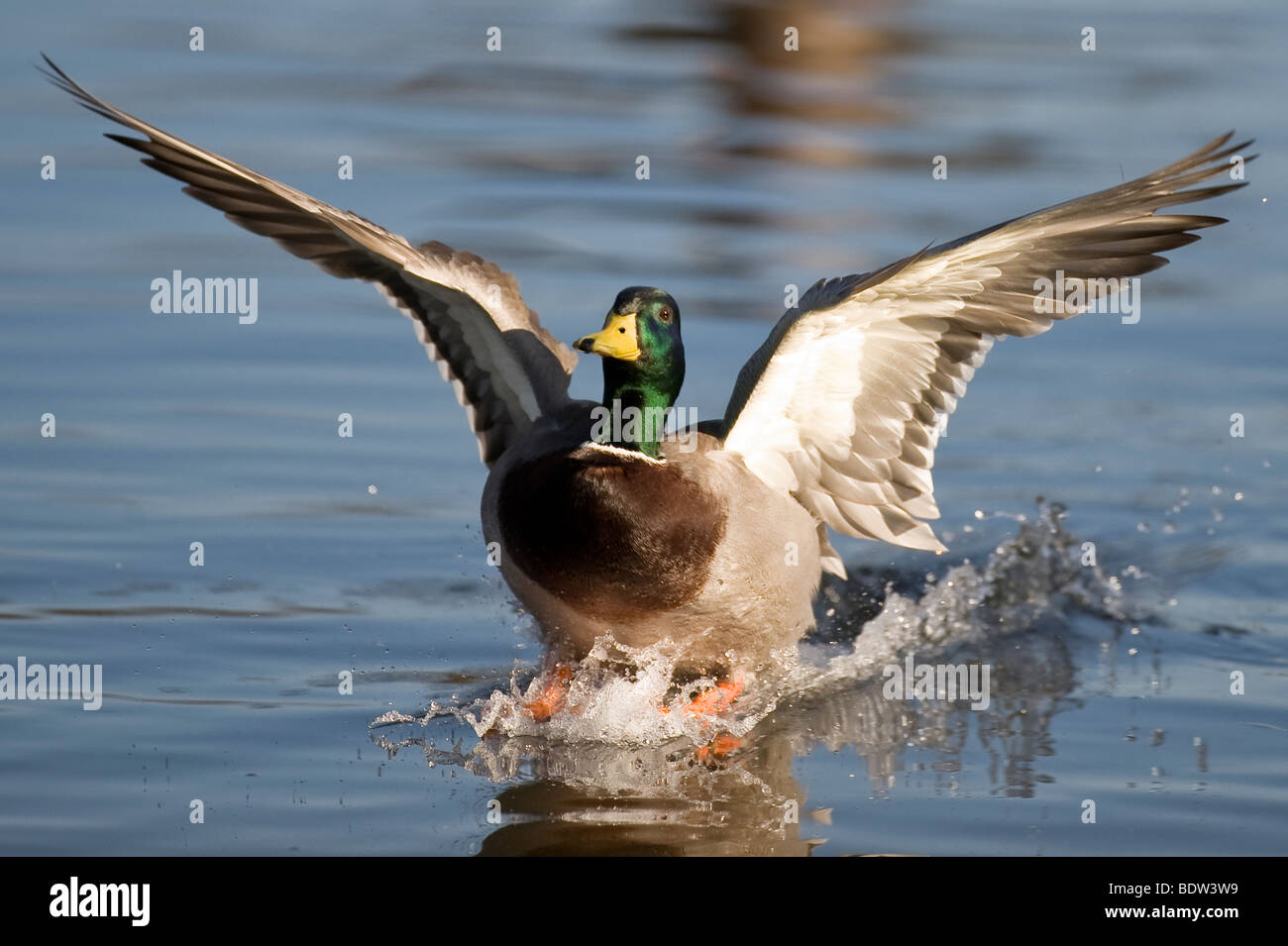A dabbling duck in landing approach Stock Photo