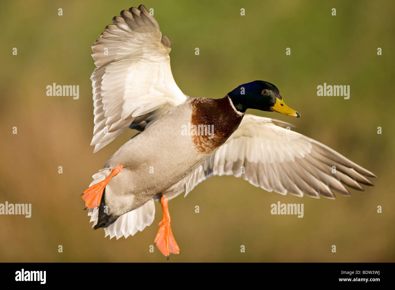 A dabbling duck in landing approach Stock Photo