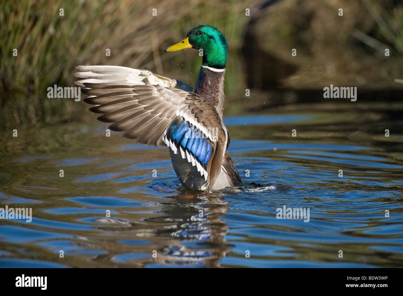 A duck spreading its wings Stock Photo