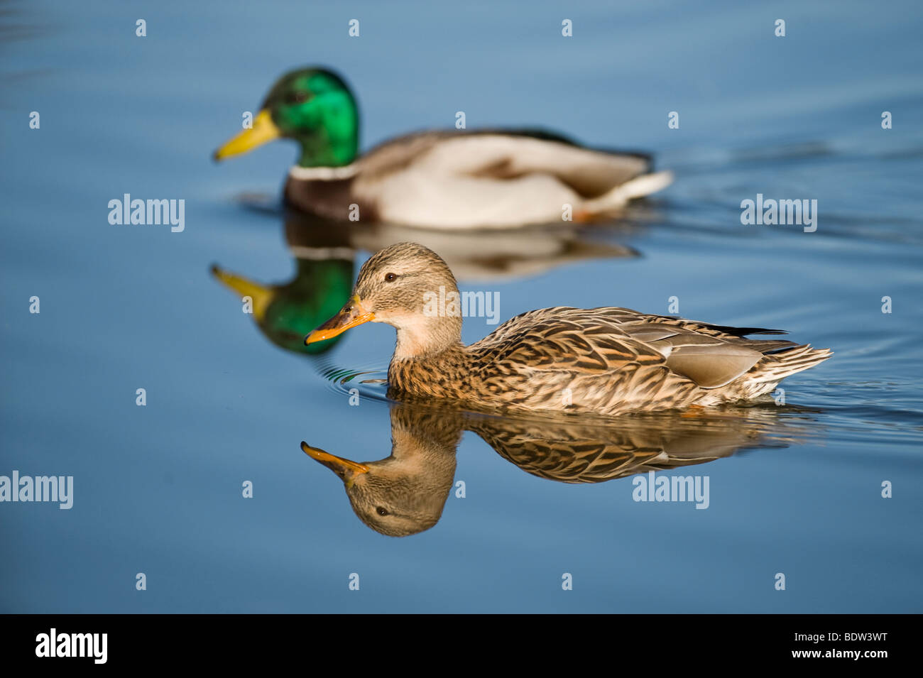 Two ducks swimming in a pond Stock Photo