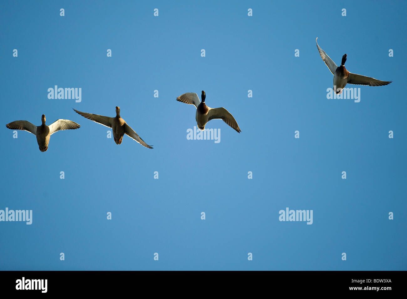 Four ducks in flight Stock Photo