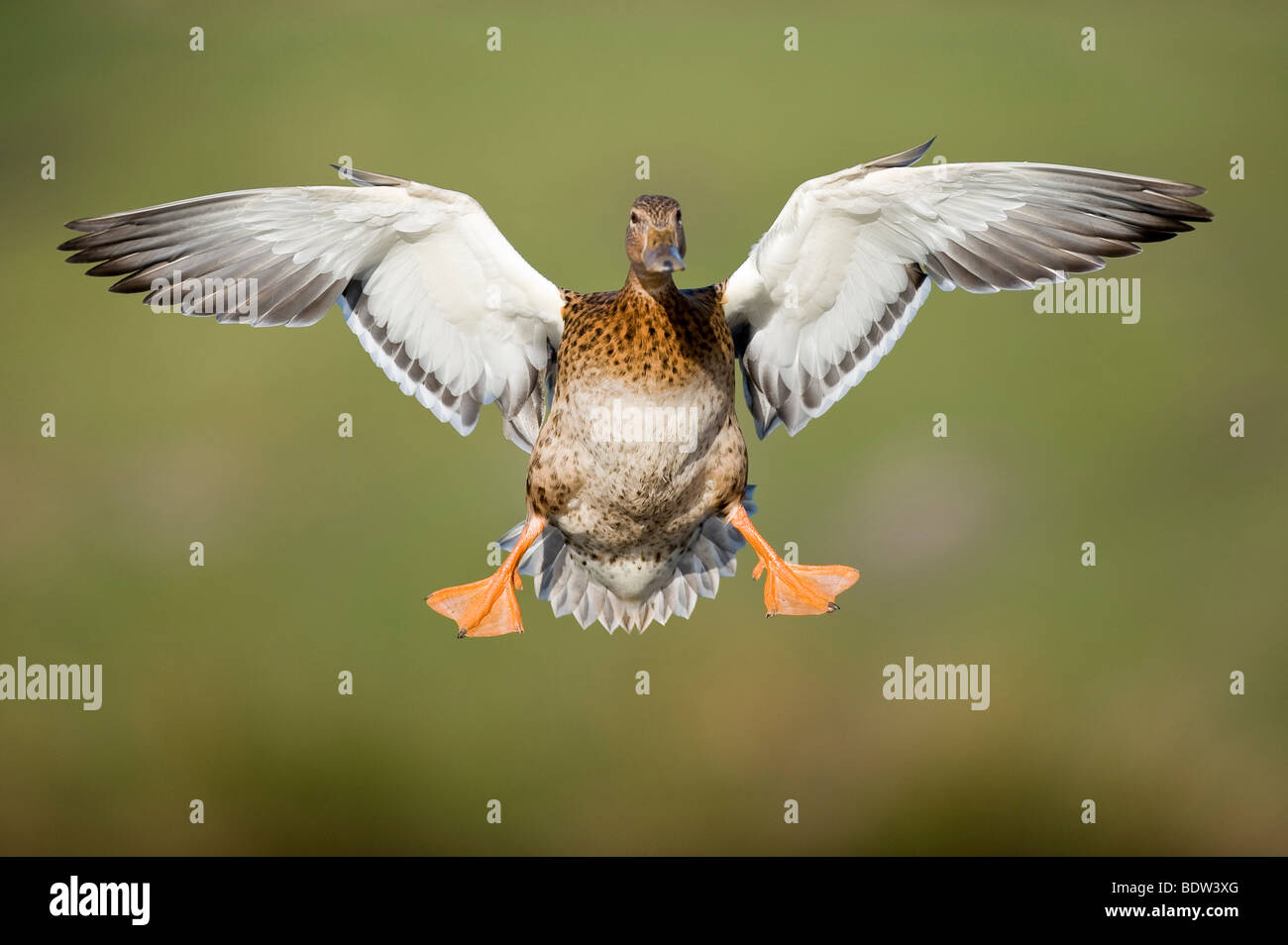 A dabbling duck in landing approach Stock Photo