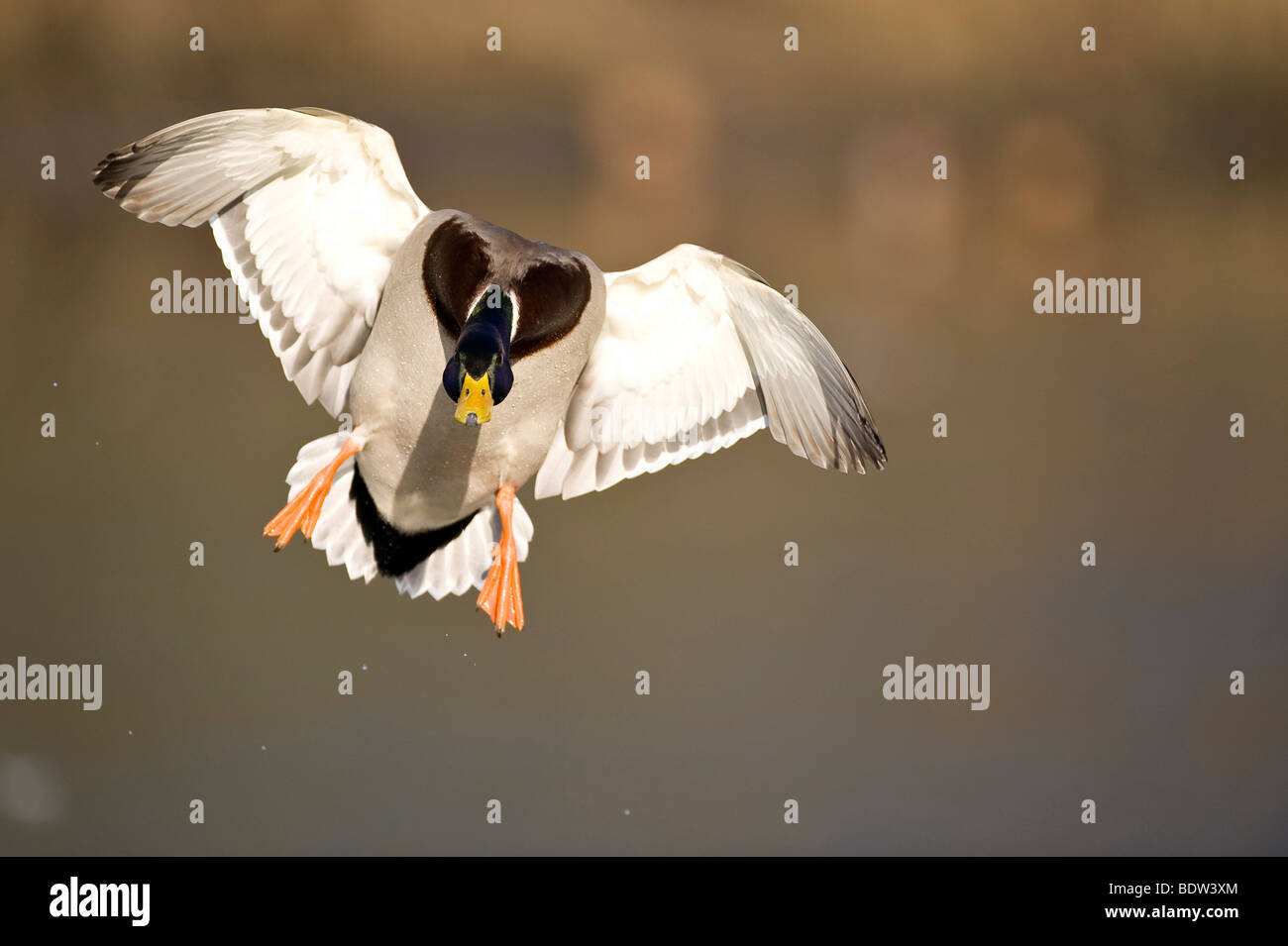 A dabbling duck in flight Stock Photo