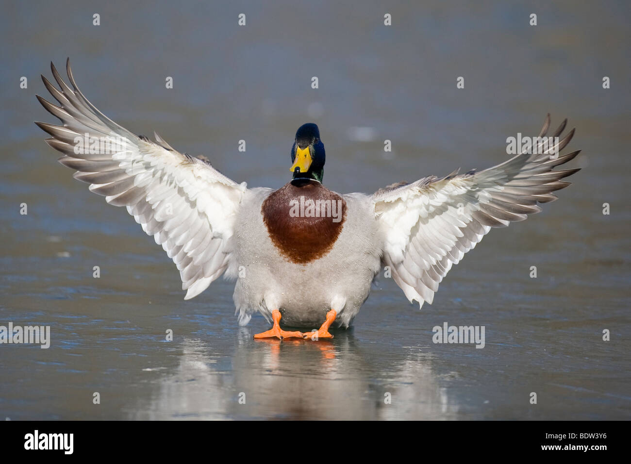 A dabbling duck in flight Stock Photo