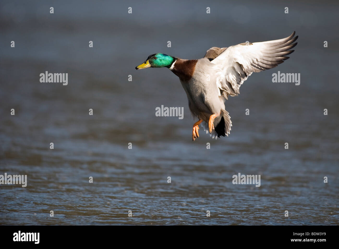 A dabbling duck in flight Stock Photo