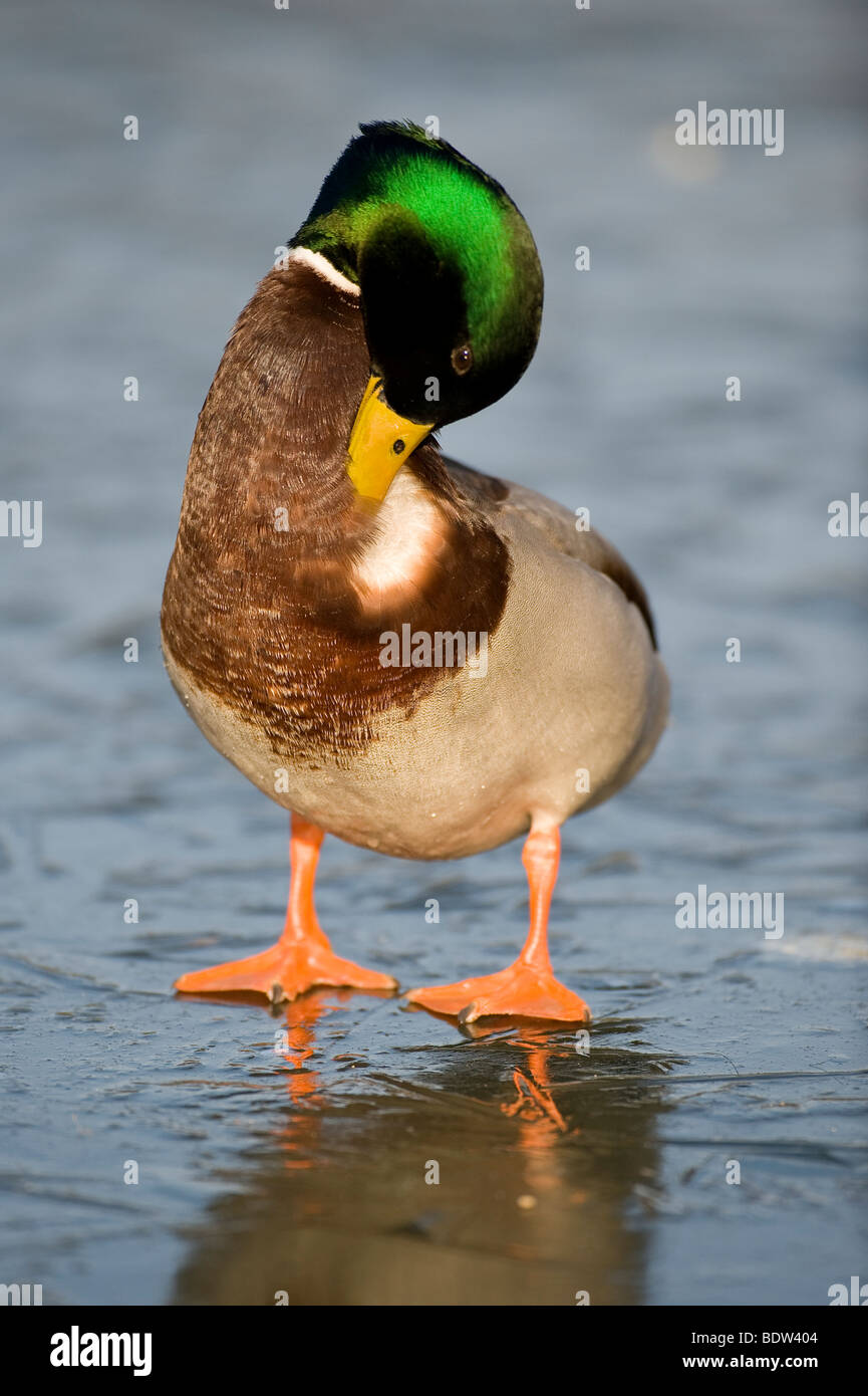 A duck preening itself Stock Photo