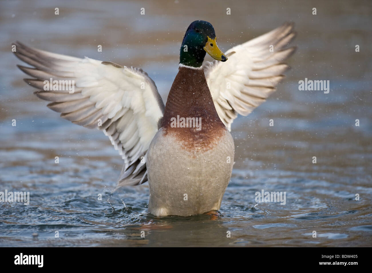A dabbling duck beating its wings Stock Photo