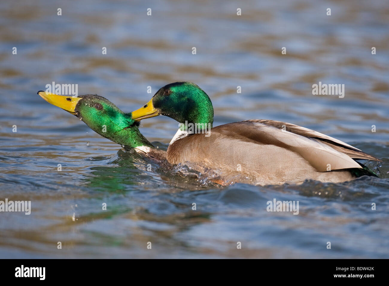 Two dabbling ducks fighting Stock Photo