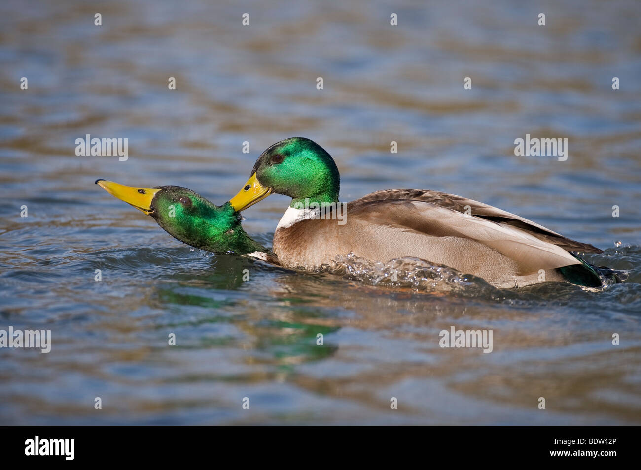 Two dabbling ducks fighting Stock Photo