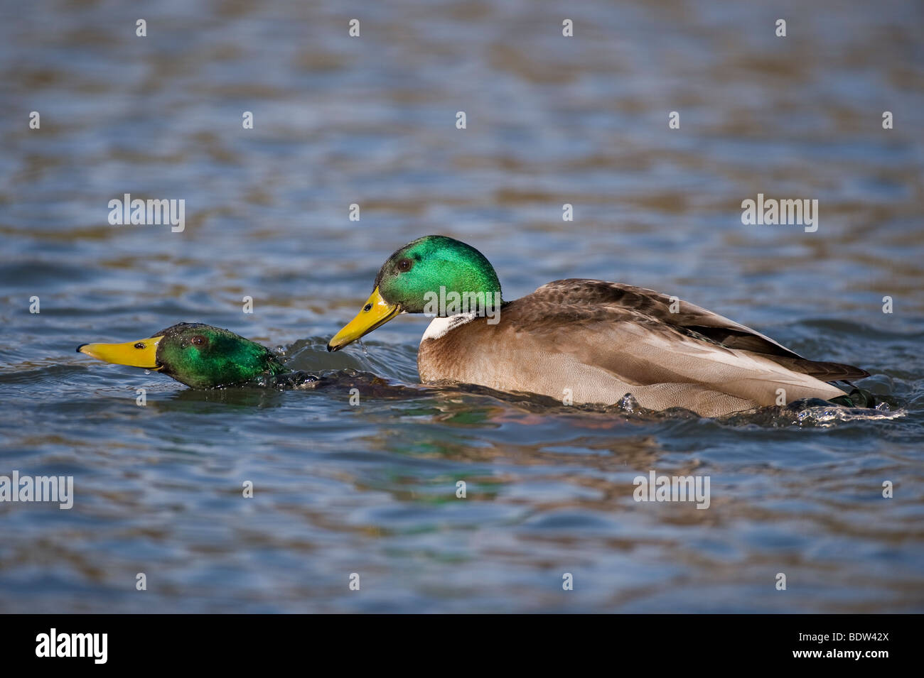 Two dabbling ducks fighting Stock Photo