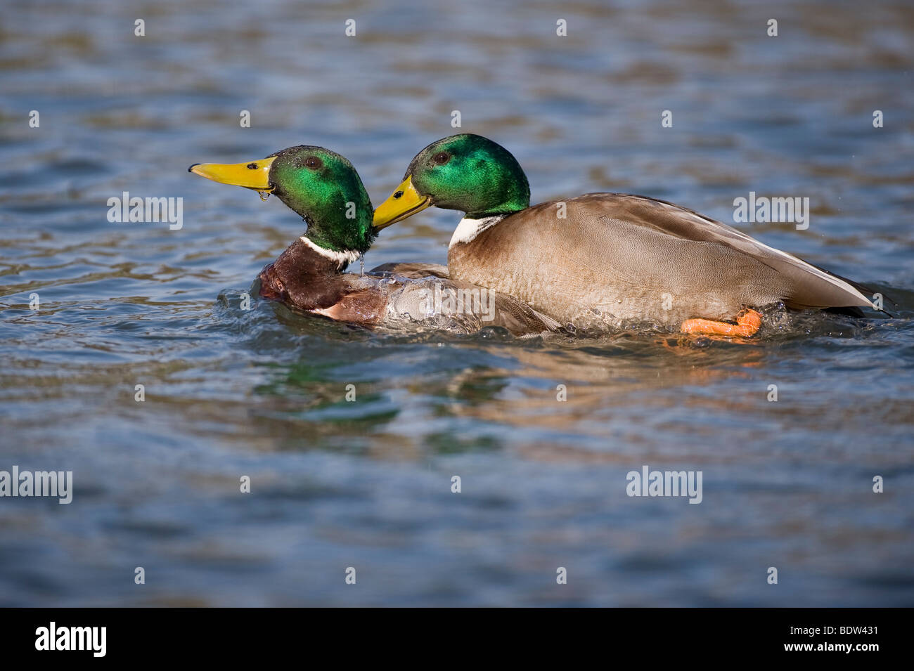 Two dabbling ducks fighting Stock Photo